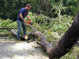 Marysville, KS Tree Removal Company