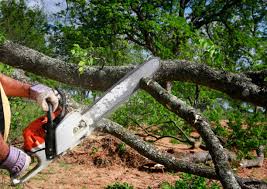 Best Tree Trimming and Pruning  in Marysville, KS