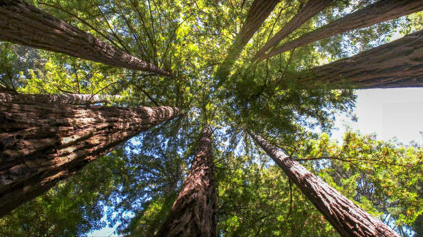 Best Arborist Consultation Services  in Marysville, KS